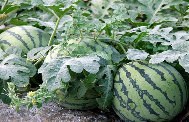 西瓜除草注意事项