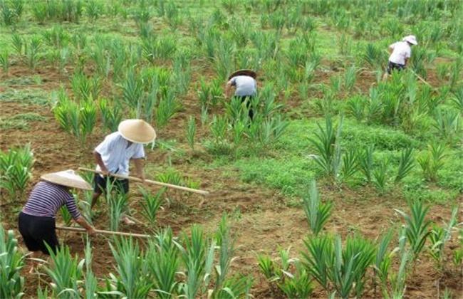 冬季种植中药材怎么防冻害