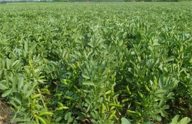 如何提高绿豆产量