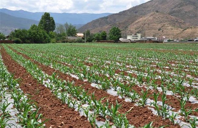 玉米覆盖地膜的田间管理