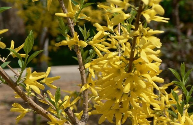 哪些中药材秋季采收