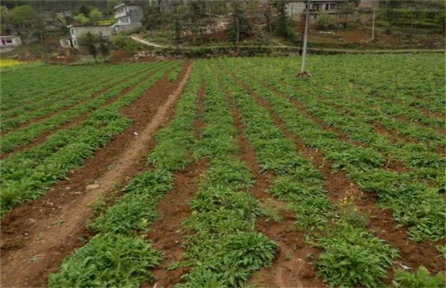 药材规模化种植的几个常见误区