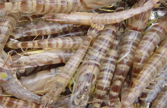 养殖一亩基围虾可以赚多少钱