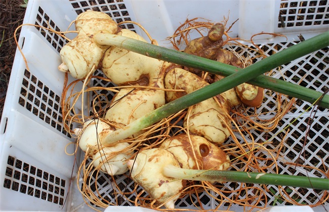 黄精种植一亩要投资多少钱