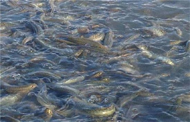 泥鳅养殖一亩要投资多少钱