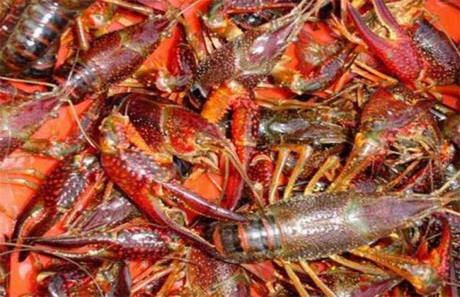 养殖龙虾一亩利润多少