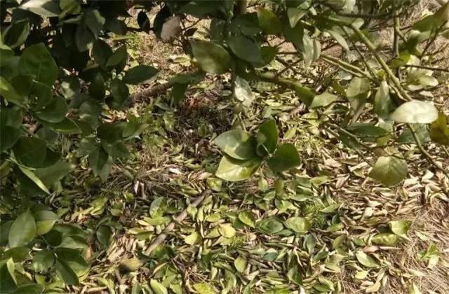 脐橙落叶怎么办