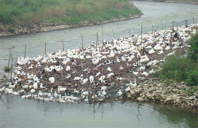 养殖蛋鸭和肉鸭哪个利润高更赚钱