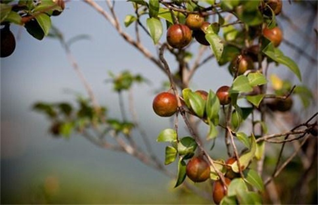 山茶花怎么繁殖