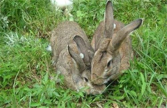 养殖野兔经常会出现的问题