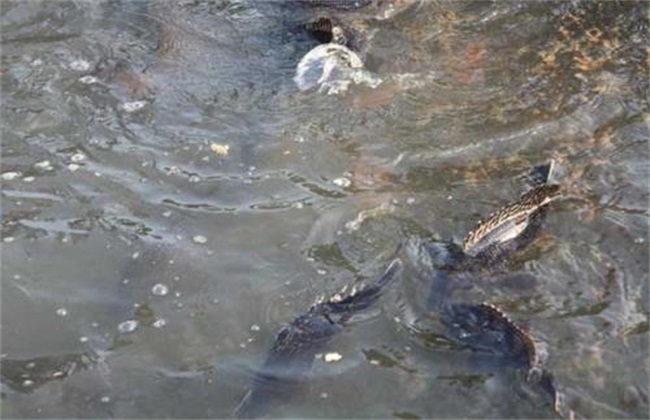 秋季养殖鳜鱼要注意什么