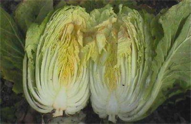 白菜干烧心怎么办