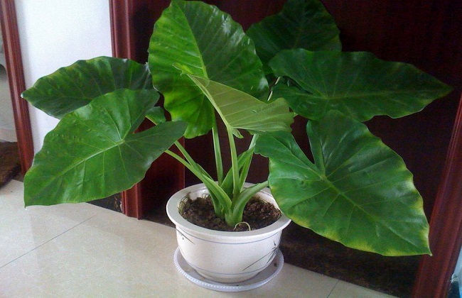 滴水观音中毒后怎么办