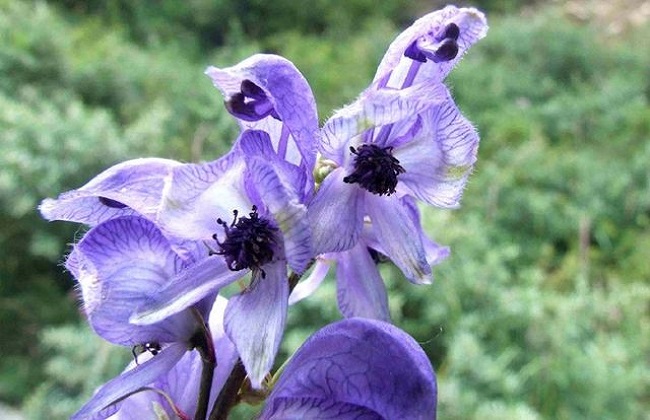 乌头的功效和作用及禁忌