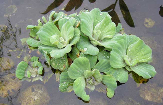 水白菜有什么危害？