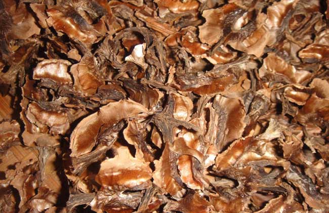 分心木是什么东西?