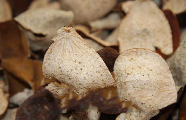 陈皮是什么的皮?