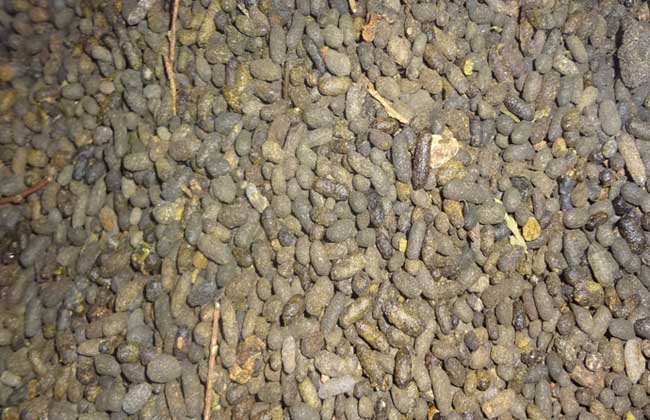 五灵脂是什么东西?