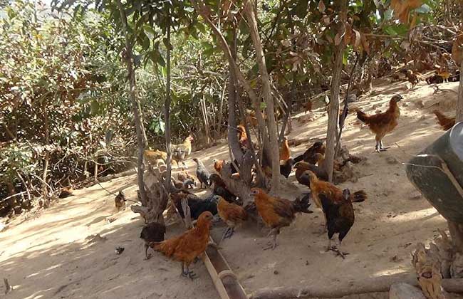 山地养殖什么好?