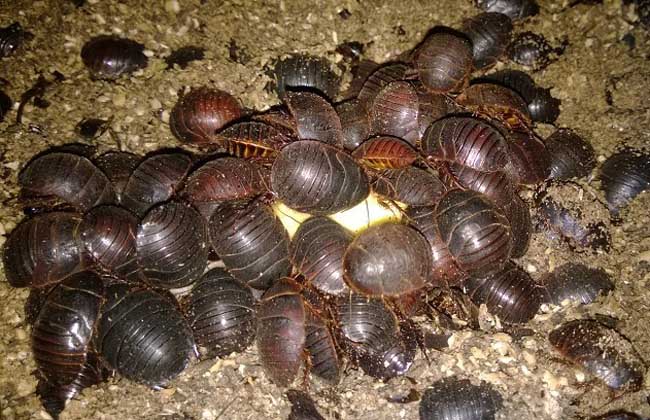 贵州土元养殖场有哪些?