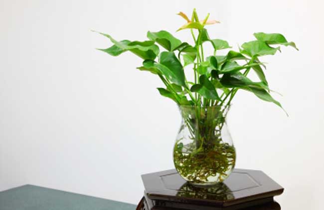 盆栽水生植物怎么养?