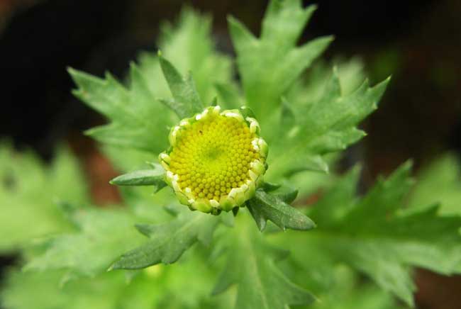 适合在室内养殖的驱蚊植物有哪些?