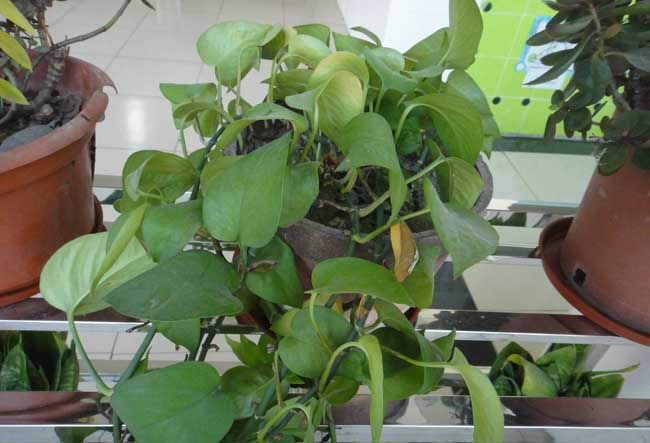 常见的净化空气的室内植物有哪些?