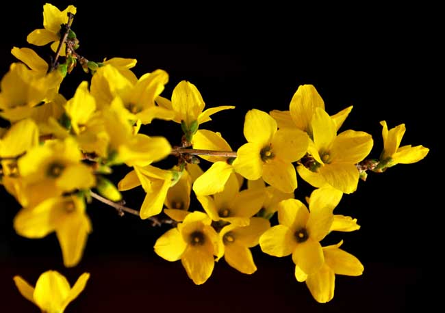 连翘和迎春花的区别有哪些?