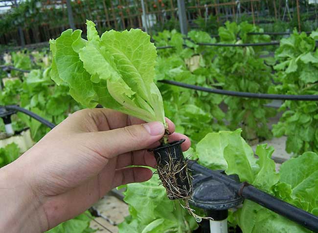 常见的无土栽培蔬菜有哪些？