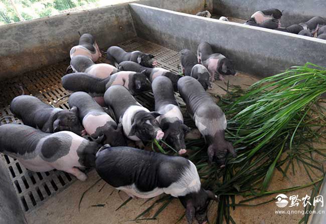 现代生态养殖要注意哪些问题?