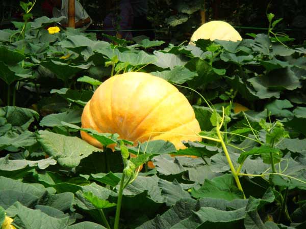 太空种子的常见误区有哪些？