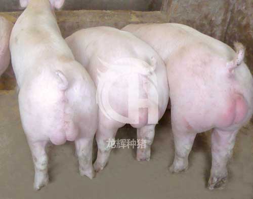 贵州养殖行业公司(企业)有哪些