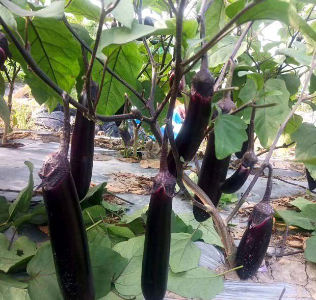 光照时间对蔬菜吸收土壤养分有哪些影响？