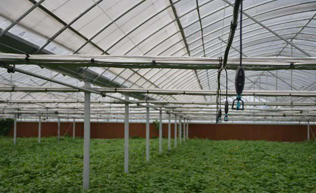 光照强度对蔬菜吸收土壤养分有何影响？