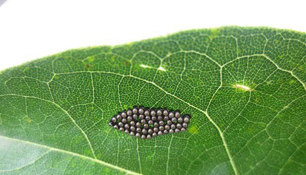 如何用昆虫天敌防治害虫？