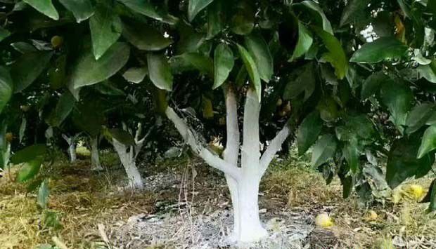 物理机械防治措施有哪些？