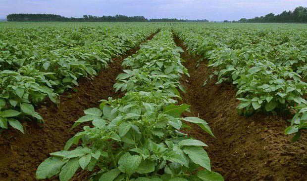 农业技术防治措施有哪些？