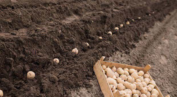 农业技术防治措施有哪些？