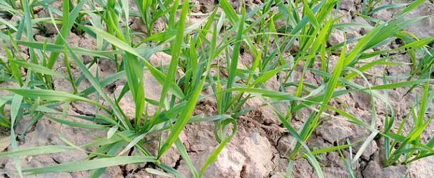 杂草如何根据生物学特性分类？