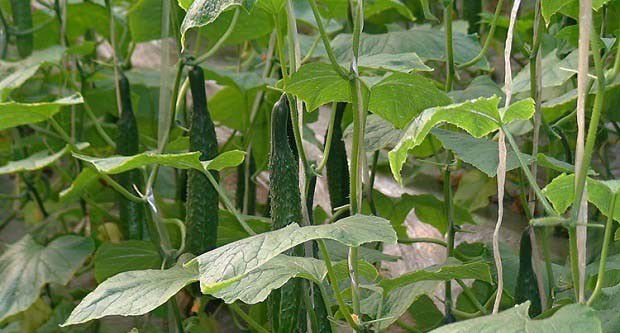 作物病害的发生过程是怎么样的？