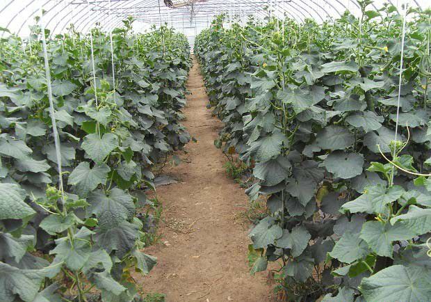 农药、化肥、植物生长调节剂使用不当对作物有哪些危害？