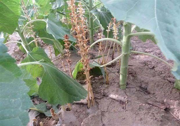 列当的特征与危害