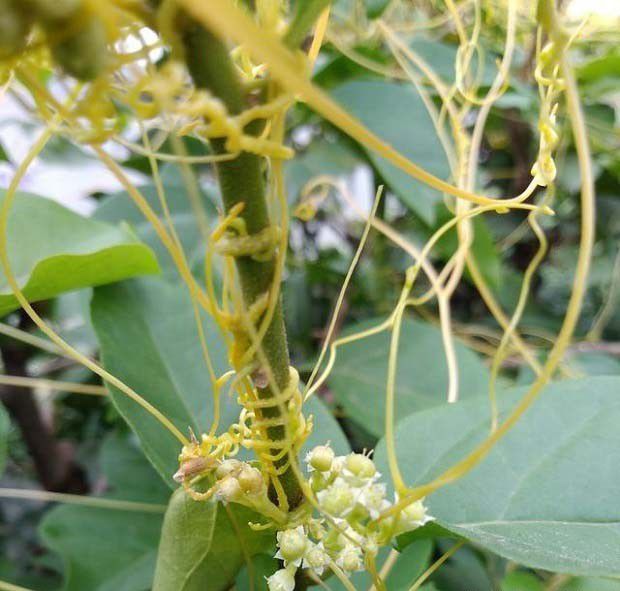 菟丝子的特征及危害