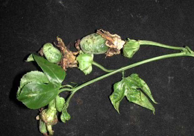 作物的病毒有哪些特点？