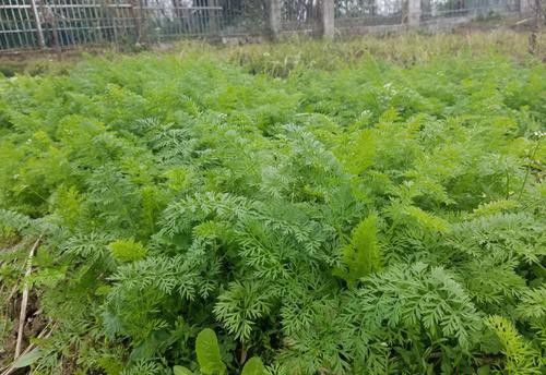 植物病害如何分类？