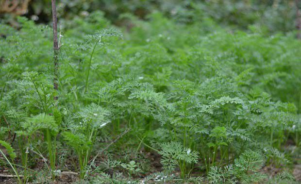 什么是植物病害？