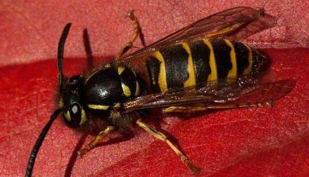 膜翅目昆虫有哪些特征？