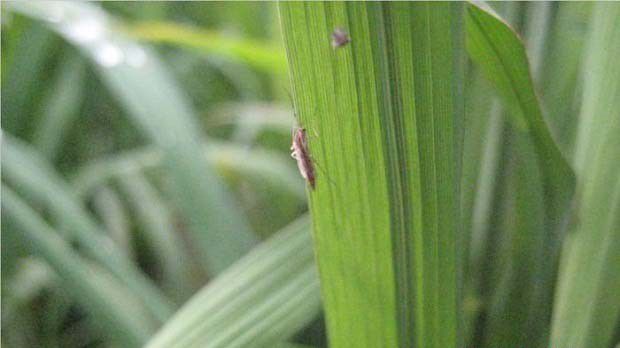 双翅目昆虫有哪些特征？