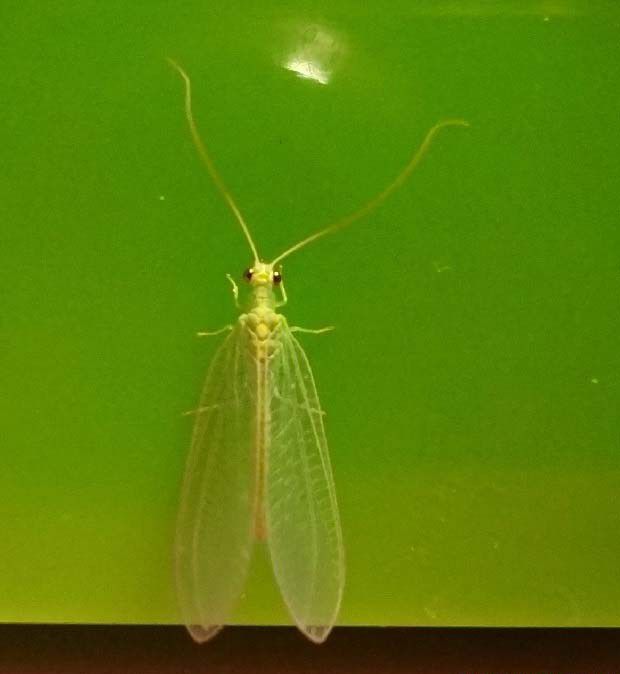 脉翅目昆虫的主要特征是什么？