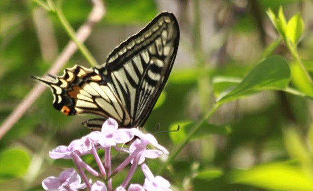 鳞翅目昆虫的主要特征是什么？